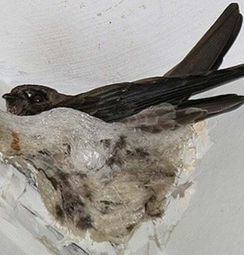 Dampak Regulasi terhadap Usaha Rumah Walet