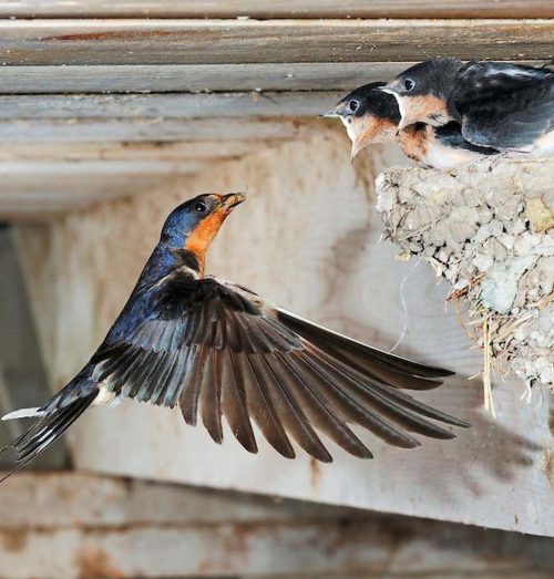Faktor Lingkungan yang Membuat Burung Walet Betah Bersarang