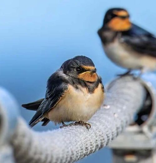Kehadiran Burung Walet dalam Ekosistem Permukiman