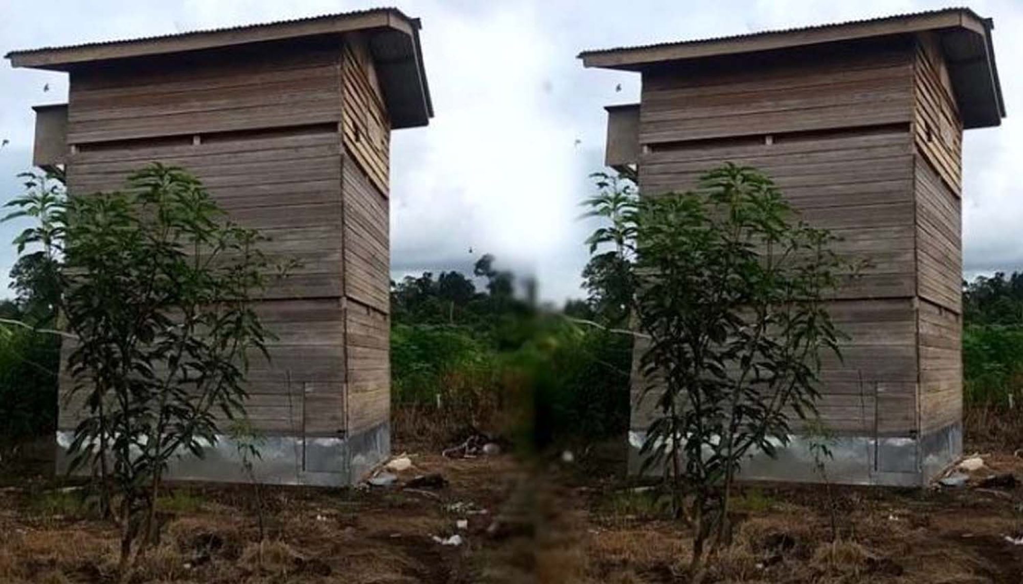Kesalahan Umum dalam Pengelolaan Rumah Walet