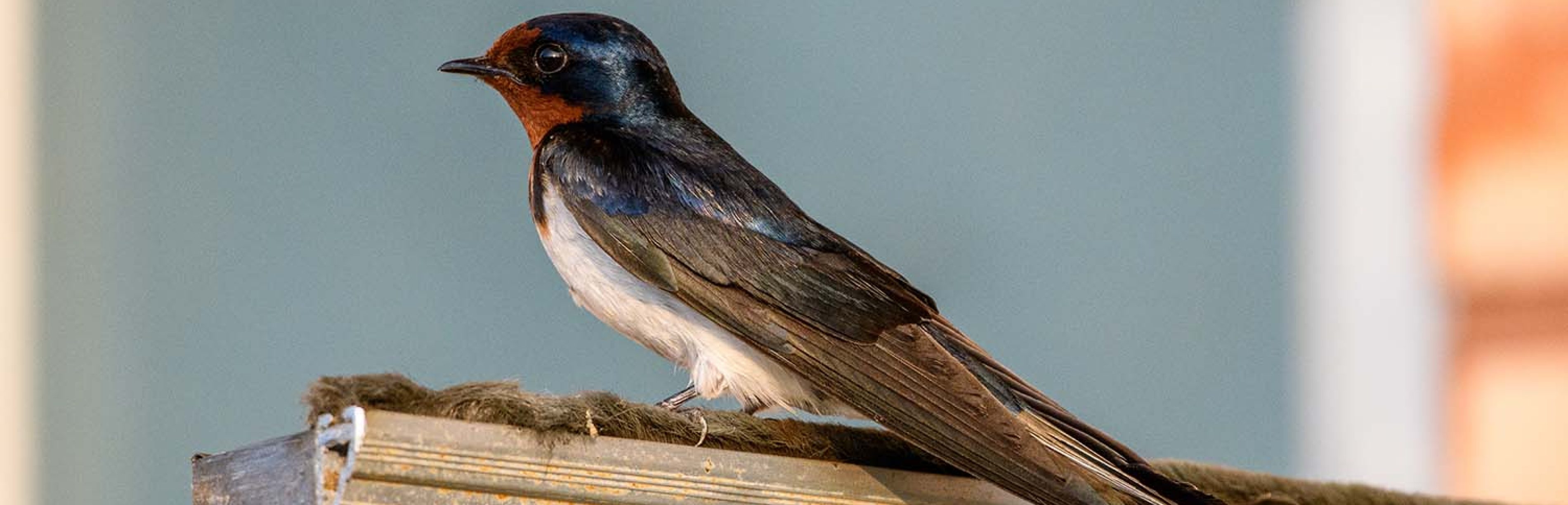 Peran Tidak Langsung Burung Walet dalam Kehidupan Sehari-hari