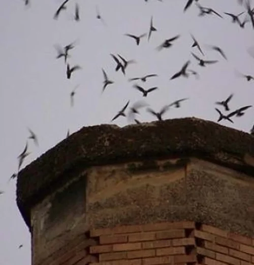 Rumah Burung Walet Mitos dan Fakta yang Perlu Diketahui