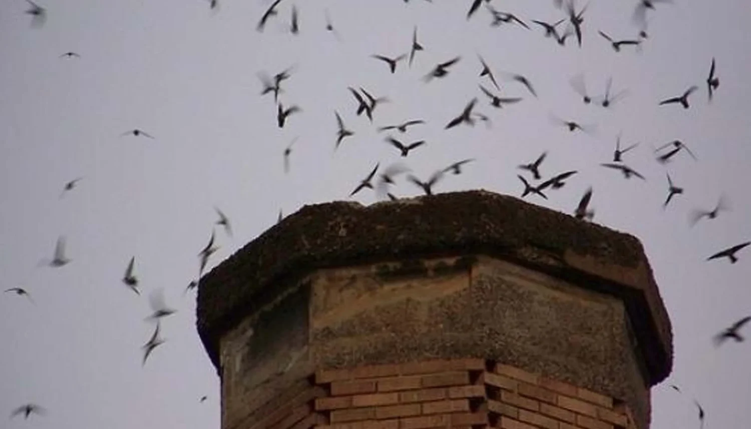 Rumah Burung Walet Mitos dan Fakta yang Perlu Diketahui