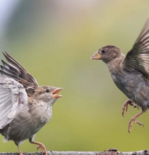 Siklus Hidup Burung Walet di Alam dan Rumah Buatan