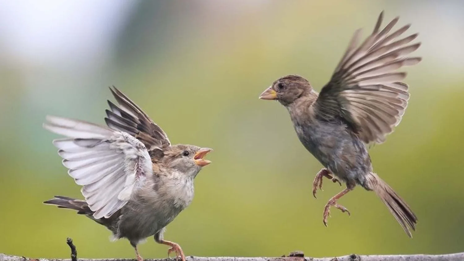 Siklus Hidup Burung Walet di Alam dan Rumah Buatan