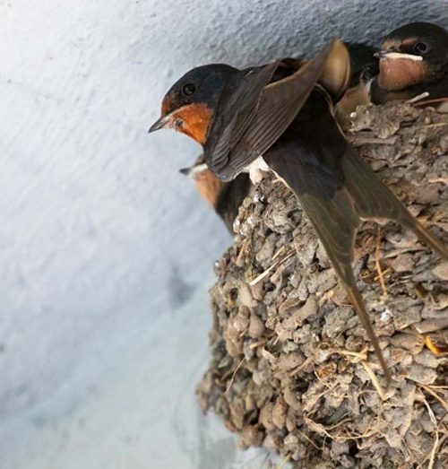 Solusi Konflik Rumah Walet di Permukiman