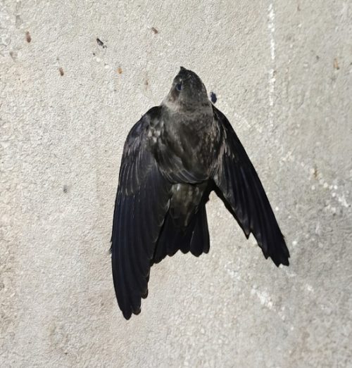 burung walet