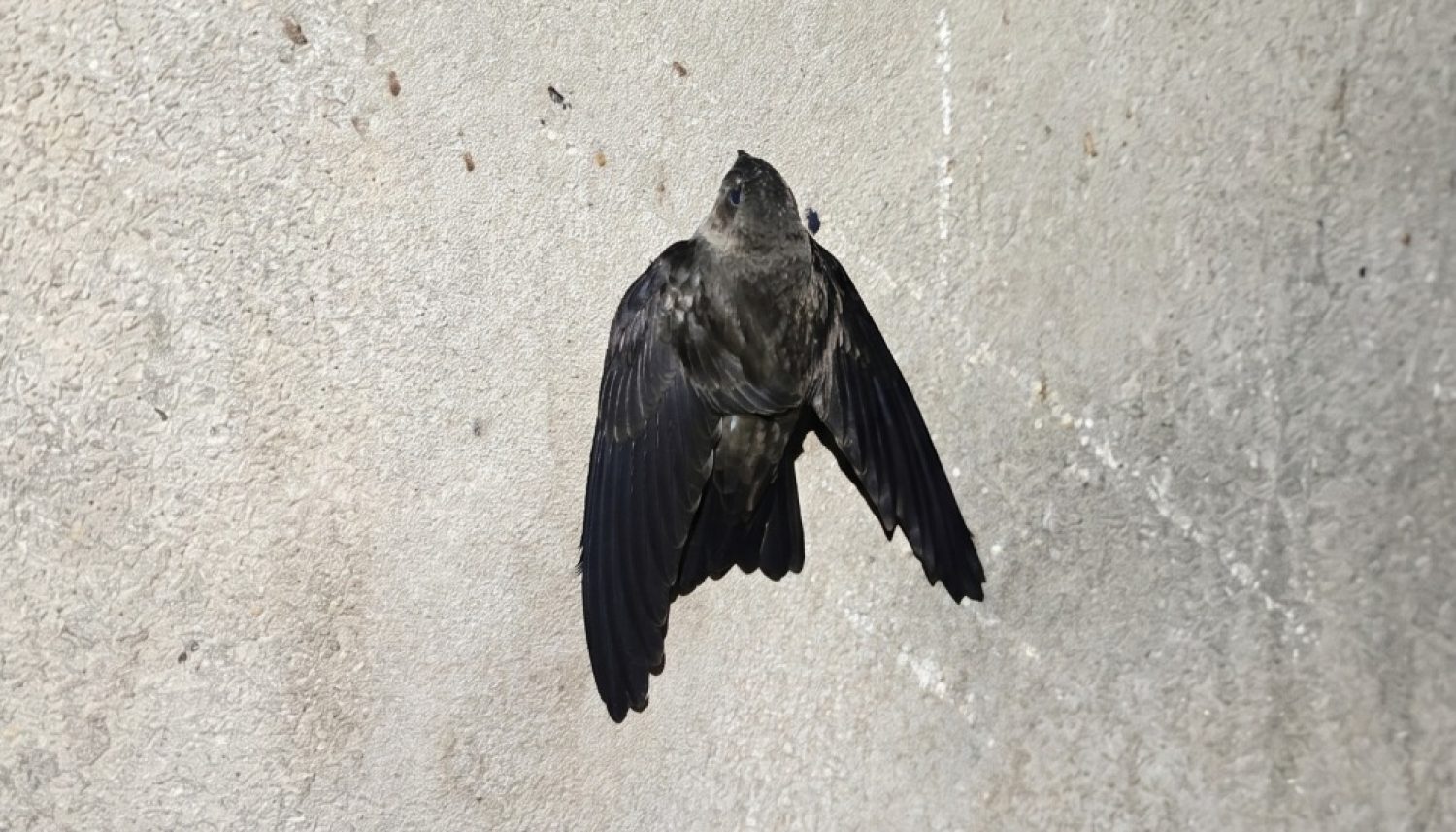 burung walet