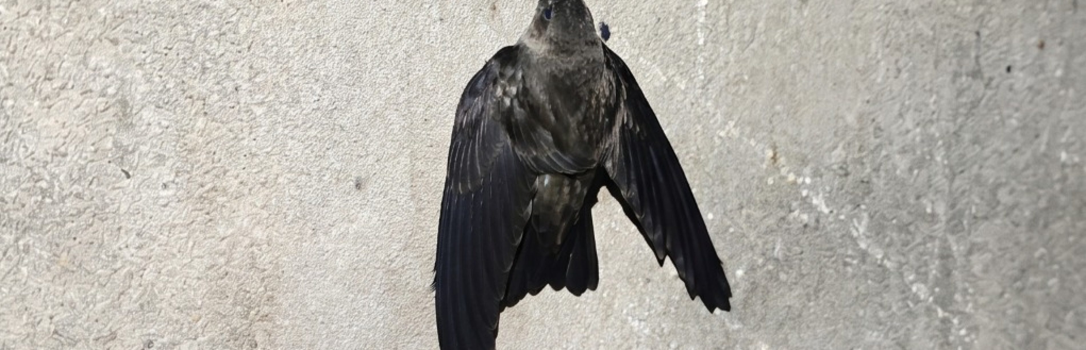 burung walet
